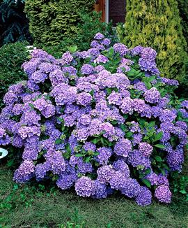 Hortensia 'Renate Steiniger'