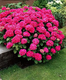 Hortensia 'Fireworks'