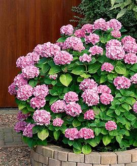 Hortensia 'Rosita'