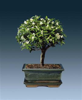 Bonsai 'Serissa foetida'