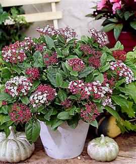 Lagerolvon 'Gwenllian'