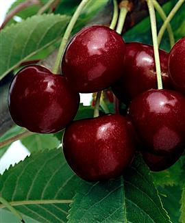 Sötkörsbär 'Kordia'