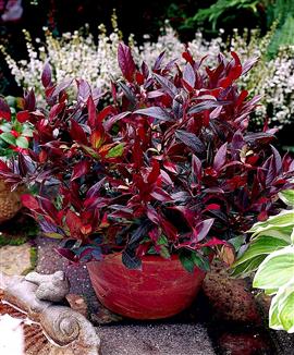 Leucothoe 'Scarletta'
