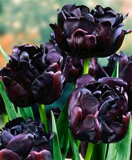 Tulpaner 'Black Hero'®