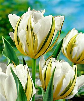 Tulpaner 'Exotic Emperor'