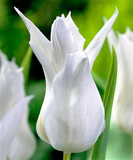 Liljeblommiga tulpaner 'Très Chic'
