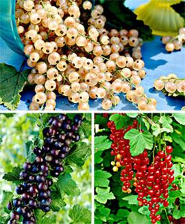 Kollektion med vinbär