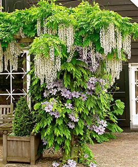 Klematis 'Nelly Moser' och Wisteria