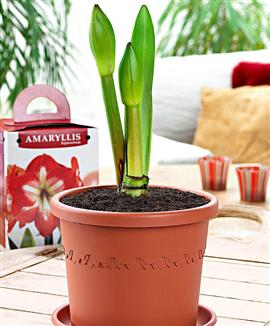 Prydnadskruka med amaryllisjord