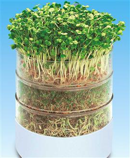 Frösats till groddväxter