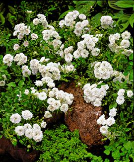 Kollektion med mini-rosor 'The Fairy'