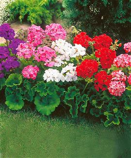 Kollektion med storblommande geranier