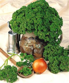 Krusbladig persilja 'Moskrul' - fröband