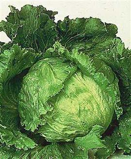 Isbergssallat 'Match'