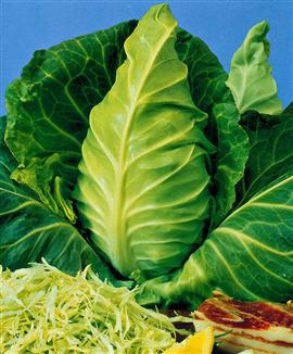 Spetskål 'Spitfire' F:1 hybrid