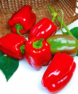 Paprika 'Maravilla' F:1 hybrid