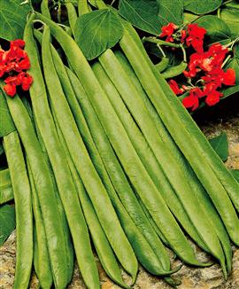 Blomsterböna 'Lady Di'