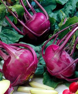 Glaskålrabbi 'Blaro'