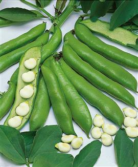 Hästbönor 'Witkiem'