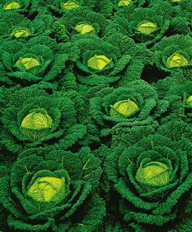 Savoykål 'Melissa' F:1 hybrid