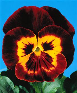 Jätteviol 'Joker' brun/gul