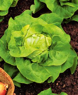 Huvudsallat 'Libusa'