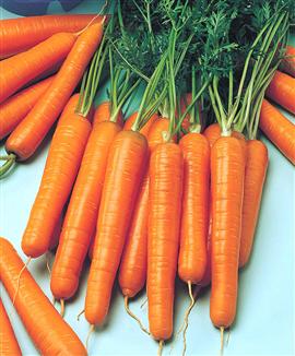 Morötter 'Nantes' - fröband