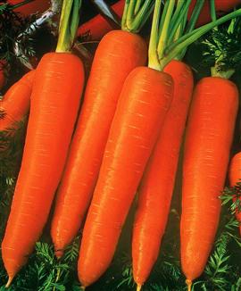 Vintermorötter 'Kazan' F:1 hybrid