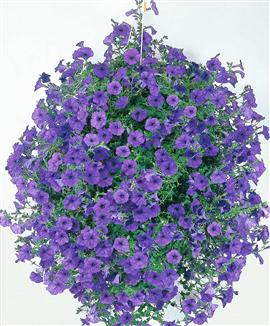 Petunia 'Fortunia' blå