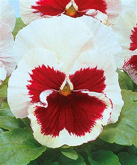 Jätteviol 'Iona' vit med rosa fläck