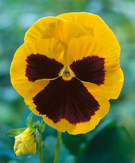 Jätteviol gul med brun fläck