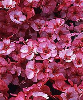 Storblommande pelargonior 'Venus' rosa