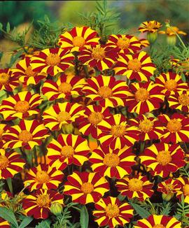 Tagetes 'Jolly Jester'