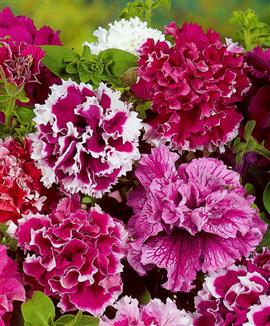 Petunia 'Fanfare' dubbel Mix F:1 hybrid