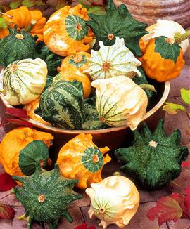 Prydnadspumpor 'Crown Mix'