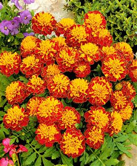 Tagetes 'Petit Harmony Boy'