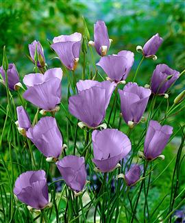 Fjärilstulpan 'Violet Queen'