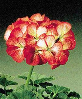 Storblommande pelargonior 'Sprinter' röd/vit