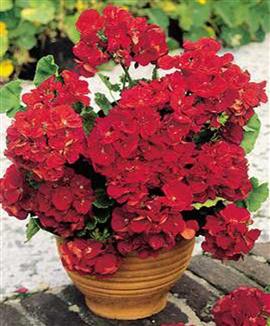 Storblommande pelargonior 'Mustang' röd