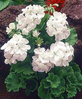 Storblommande pelargonior 'Apollo' vit