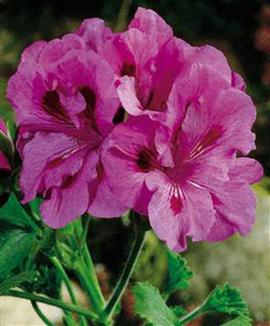 Storblommande pelargonior 'Lavendel' lila