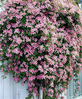 Klematis 'Montana Rubens'