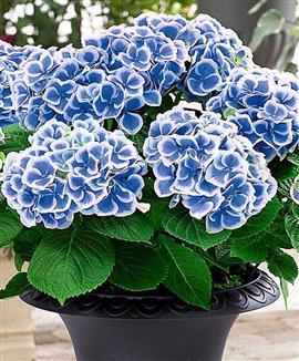 Terrasshortensia 'Bavaria'