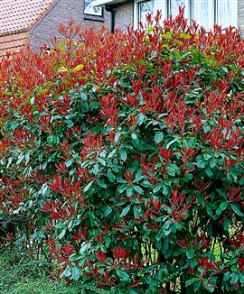 Snittmispel 'Red Robin'