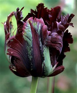 Papegojtulpaner 'Black Parrot'