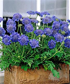 Dubbelblommig japansk vädd 'Blue Diamonds'