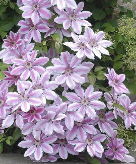 Klematis 'Nelly Moser'