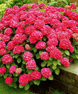 Kollektion med Hortensia