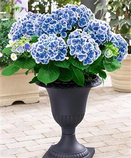 Terrasshortensia 'Bavaria' inklusive kruka