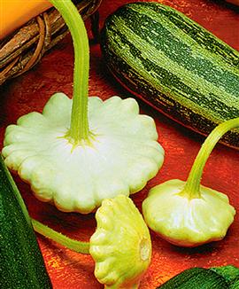 Courgette 'Summer Satellite' F:1 hybrid